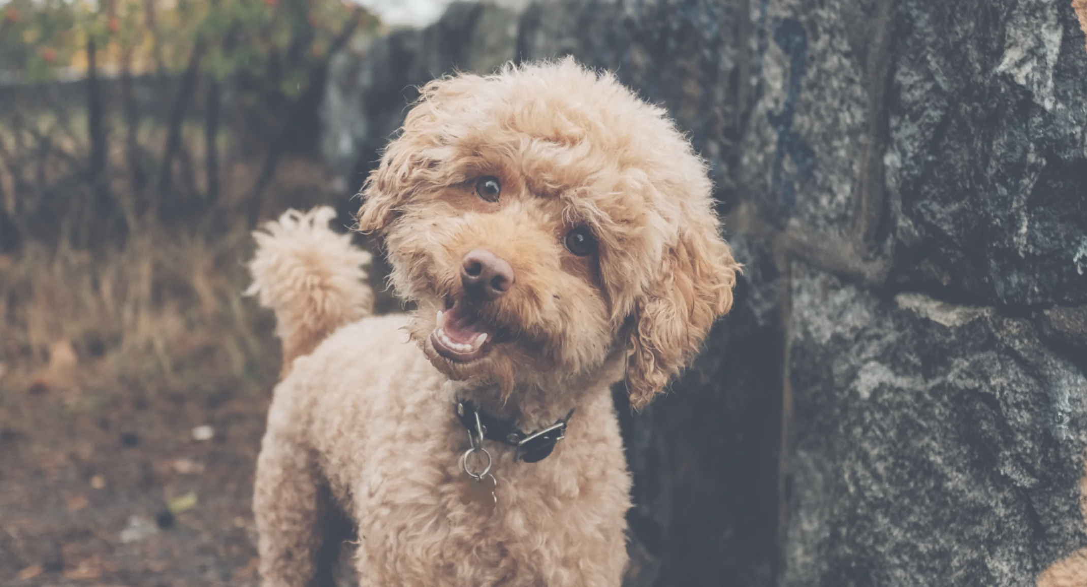 Cute golden doodle tilting its head and smiling at the camera. 